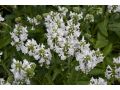 Stachys ( Betonica) macrantha 