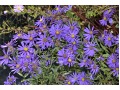Aster amellus 