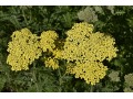 Achillea filipendulina 