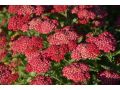 Achillea millefolium 