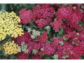 Achillea millefolium 