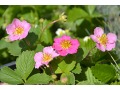 Fragaria hybrida 
