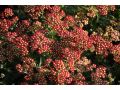 Achillea millefolium 