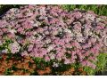 Achillea millefolium 