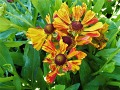 Helenium × hybridum 