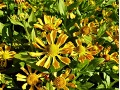 Helenium × hybridum 