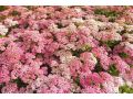 Achillea millefolium 