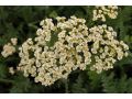 Achillea millefolium 