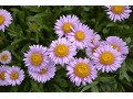 Aster alpinus 