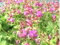 Geranium cantabrigiense 