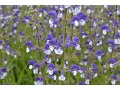 Salvia pratensis 
