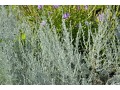Artemisia 