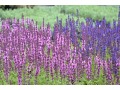 Salvia nemorosa 