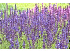 Salvia nemorosa 