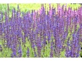 Salvia nemorosa 