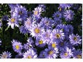 Aster x alpinus 