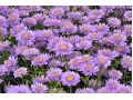 Aster x alpinus 
