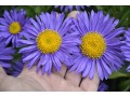 Aster alpinus 