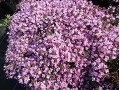 Thymus  