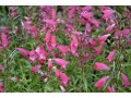 Penstemon x mexicalli 