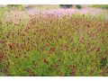 Sanguisorba officinalis 