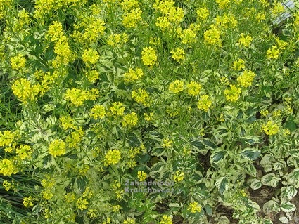 Barbarea vulgaris " Variegata " - barborka Zahradnictv Krulichovi -  zahradnictv, kvtinstv, trvalky, skalniky, bylinky a koen
