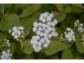 Eupatorium aromaticum ( syn. Ageratina aromatica ) - sadec, anglicky Lesser Snakeroot