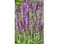 Salvia nemorosa 
