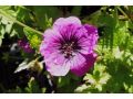 Geranium 