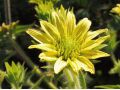 Silphium mohrii - mužák