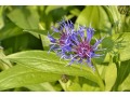 Centaurea montana  