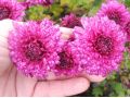Chrysanthemum ( Dendranthema )  x indicum 
