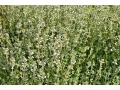 Thymus vulgaris 