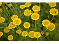 Anthemis tinctoria 