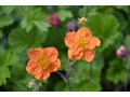 Geum coccineum 
