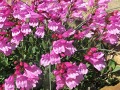 Penstemon 
