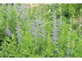 Baptisia australis 