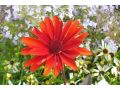 Heliopsis helianthoides var. scabra 