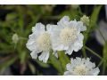 Scabiosa caucasica 