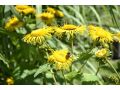 Inula helenium - oman