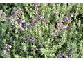 Thymus richardii 