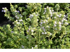 Thymus vulgaris 