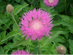 Centaurea dealbata - chrpa bělavá značka NP. - zahradnictví