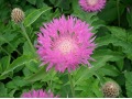 Centaurea dealbata - chrpa bělavá