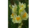 Linaria vulgaris - lnice květel