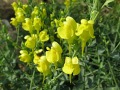 Linaria genistifolia ssp. dalmatica - lnice dalmátská