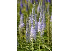 Veronica ( Pseudolysimachion ) longifolia 
