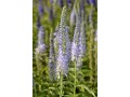 Veronica ( Pseudolysimachion ) longifolia 