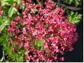 Centranthus ruber 