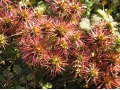 Acaena microphylla 